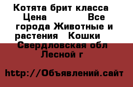 Котята брит класса › Цена ­ 20 000 - Все города Животные и растения » Кошки   . Свердловская обл.,Лесной г.